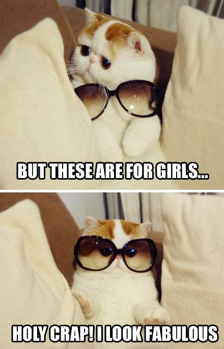 cat-sunglassesr1k00.jpg